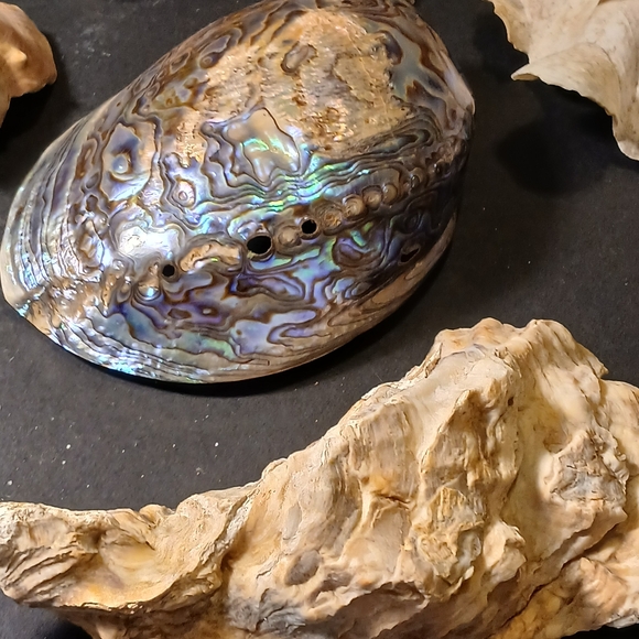 Iridescent Abalone Shell - Picture 13 of 15